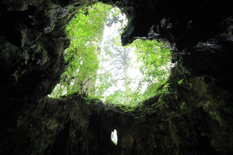 屋久島　ウィルソン株