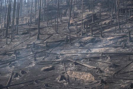 ドイツとチェコで大規模森林火災＝住民避難、鎮火に「数週間」