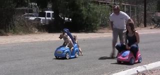 【勝つのはどっち！？】犬vs人間！手押し車レース！