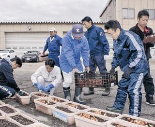 国道にチューリップ　来春フェアへ　砺波で球根植え