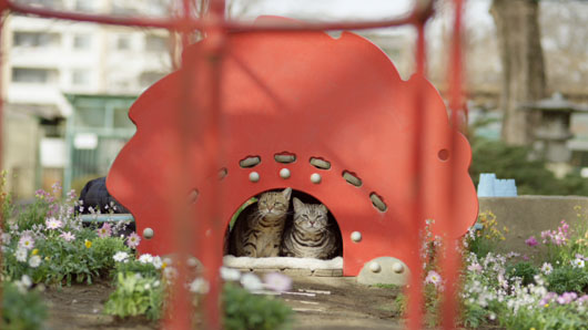 猫専門病院院長が監修した猫のための理想物件「デザイニャーズハウス」プレゼント