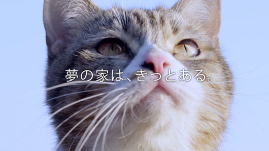 猫専門病院院長が監修した猫のための理想物件「デザイニャーズハウス」プレゼント