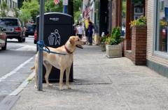 犬を飼うと若返る？ ペットが人にもたらす効果とは