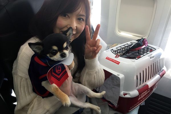 JALとイオンペット、愛犬と機内に搭乗できる「ワンワンJET」第2弾　沖縄4日間を実施