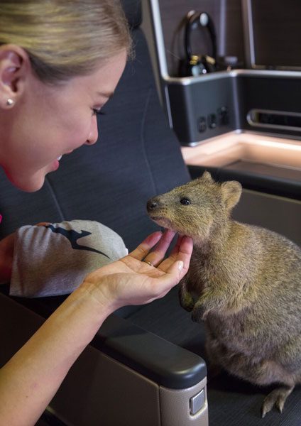 カンタス航空、3機目のボーイング787型機に”地球上で最も幸せな動物”の「クオッカ」と命名