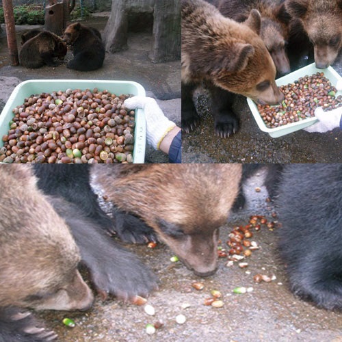 のぼりべつクマ牧場、「どんぐり」持ち込みで入場料を割引　11月20日まで