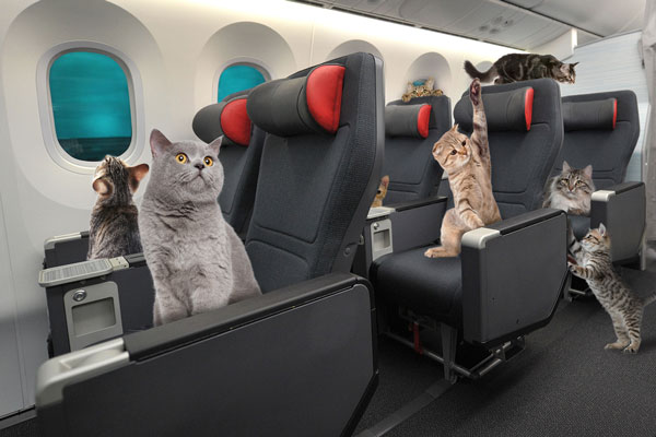 エア・カナダ、ネコのための座席をきょうから提供　「プレミアムネコノミー」「ニャーストクラス」の2クラス