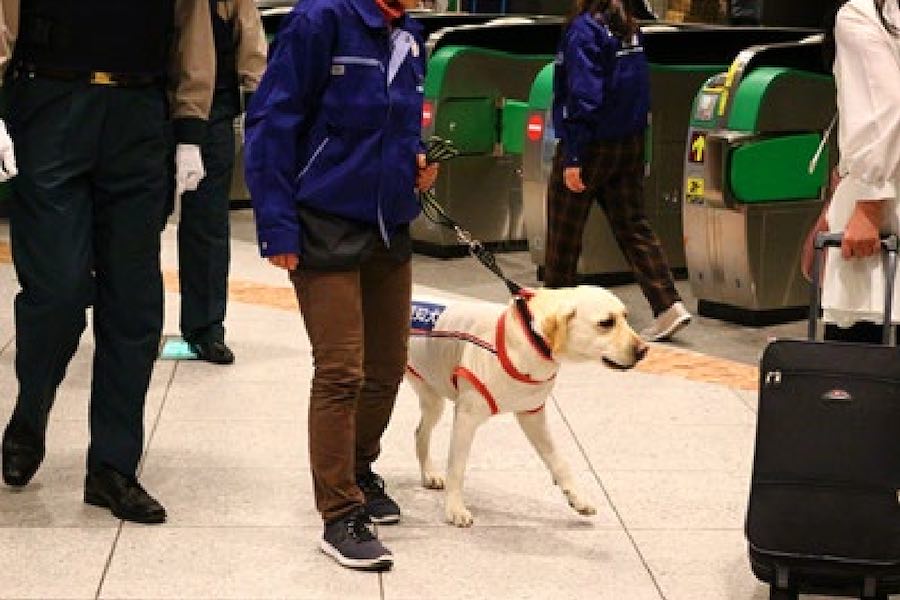 駅構内を危険物探知犬が巡回　JR東日本、セキュリティ向上へ試験実施