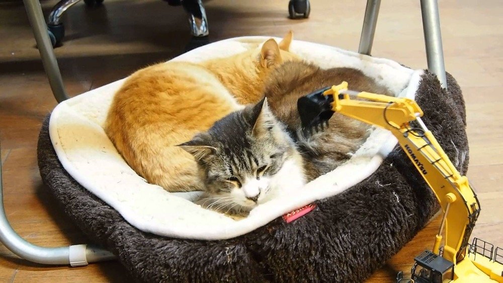 ラジコンユンボの猫マッサージ、意外な刺激に目を細め