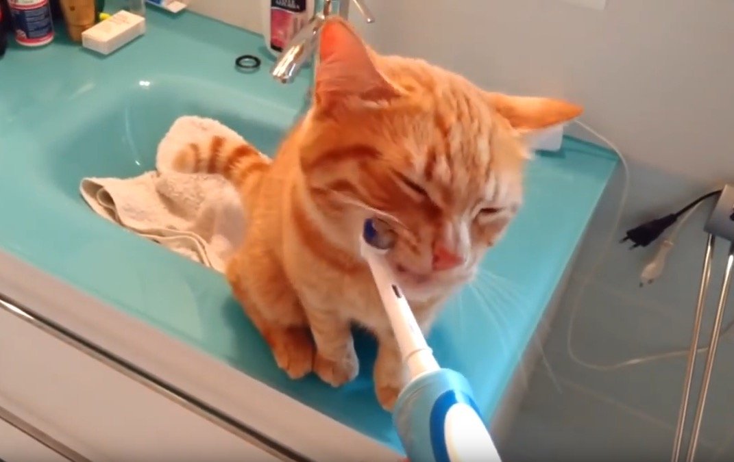トラ猫喜ぶ電動歯ブラシ、自らお顔をすりつけて