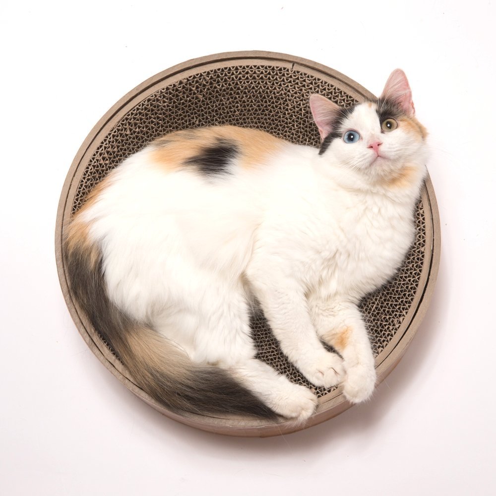 バリバリしたりゴロゴロしたり、すり鉢状の爪とぎ付きの猫ベッド