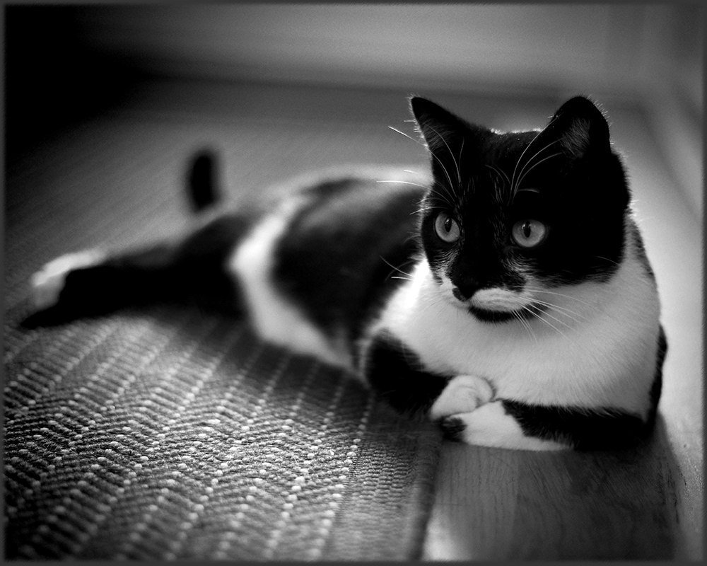 160521monochromecat