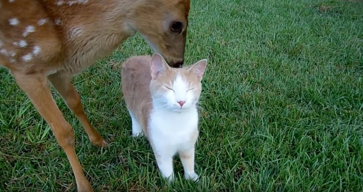 子鹿の舌で毛づくろい、下では猫が目を細め