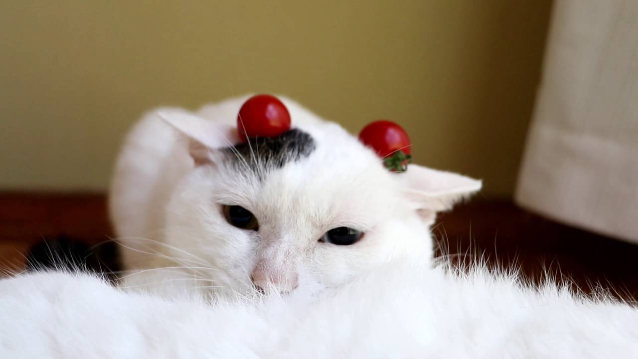白黒の頭に二粒ミニトマト、猫は眠たげ顎を埋めて