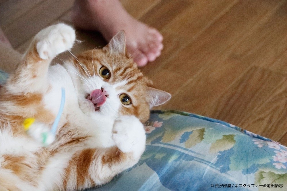 猫と力士と仲良しこよしの写真集『モルとムギ 相撲部屋の猫親方』