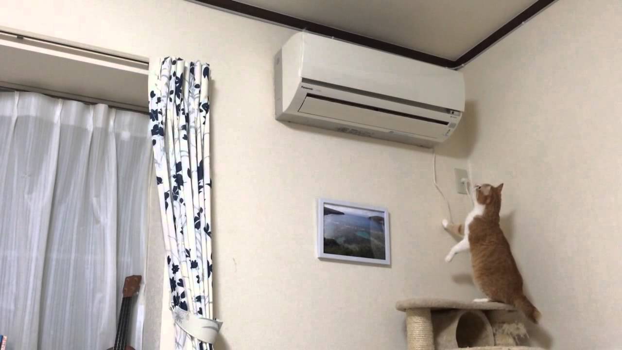 へっぴり腰で立ち上がる猫、エアコンの自動掃除に興味津々