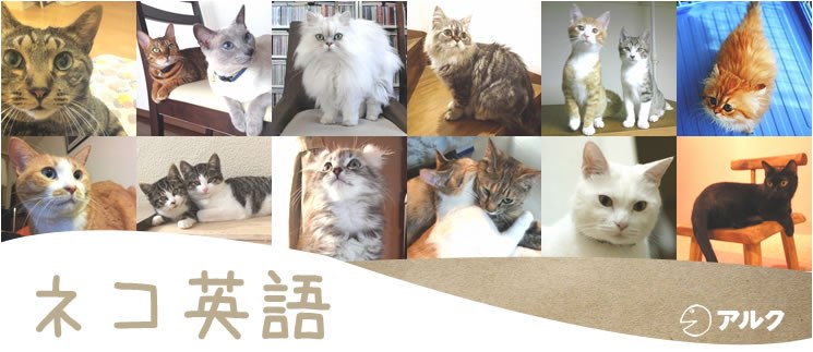 かわいい猫の写真を見れば、なぜか語学の時間になる「ネコ英語」