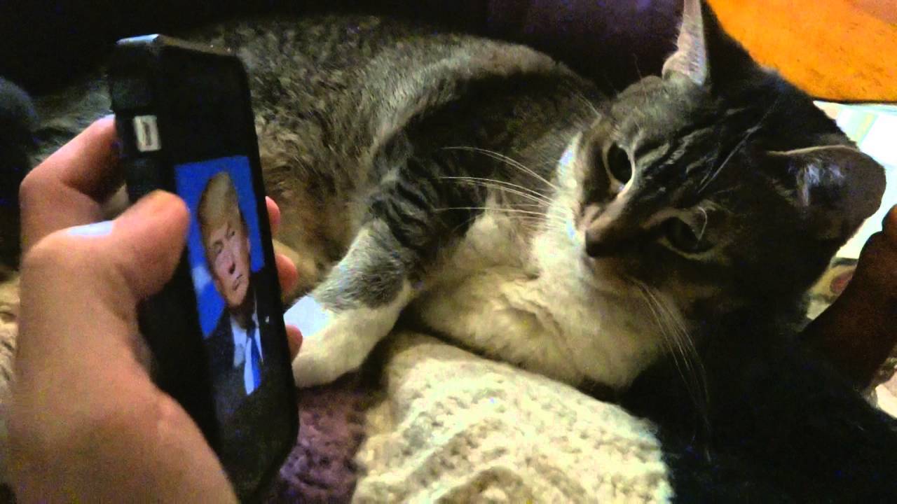 トランプ氏だけに威嚇する猫、大統領を予言した可能性が生じる