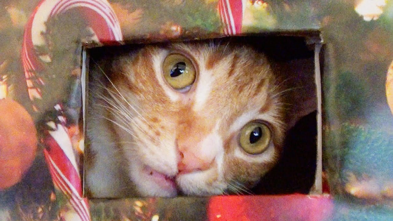 猫と人のお互いの幸せのために、猫の遊び場をクリスマスツリー化