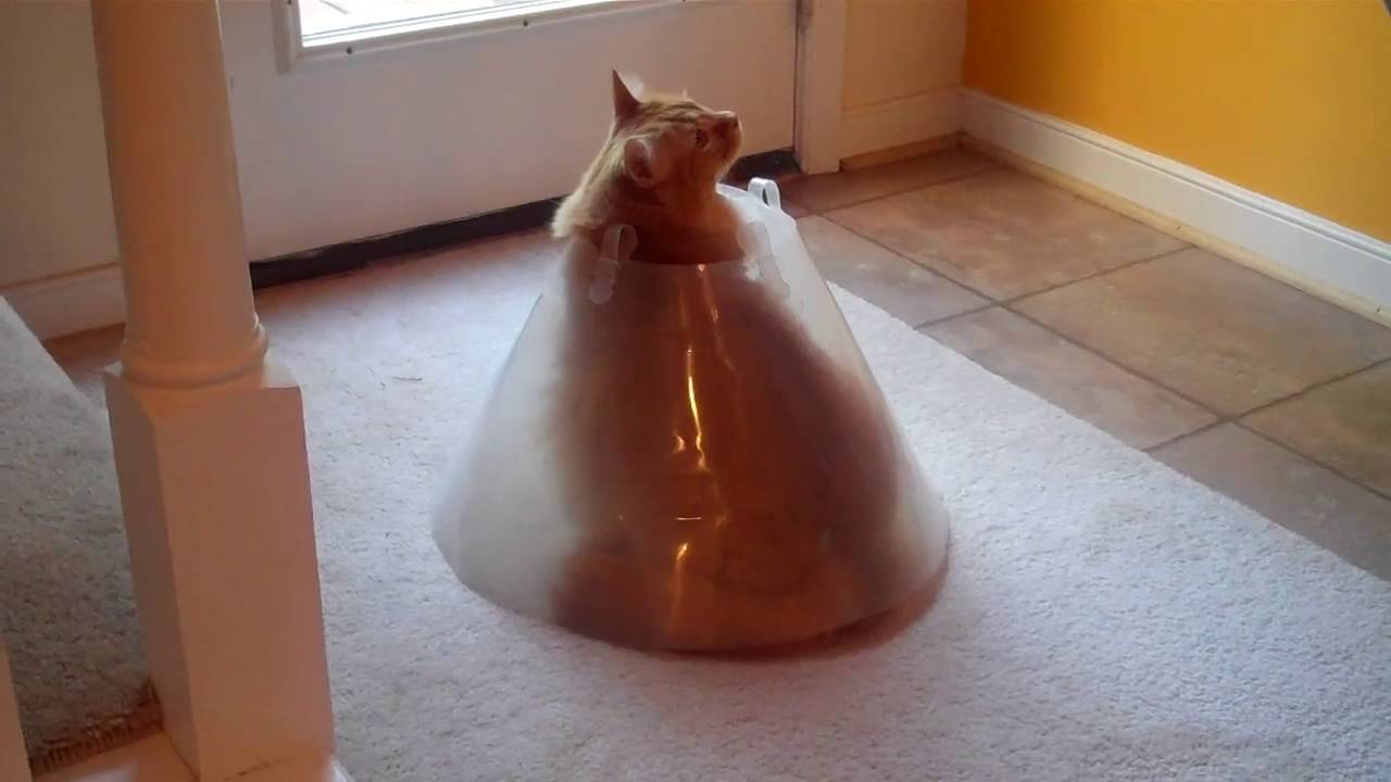 コーンに飛び込むフワモコ茶猫、飛び出すとこまでかわいさ満点