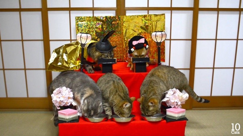 桃の節供の雛壇に、集まる猫たち下を向き