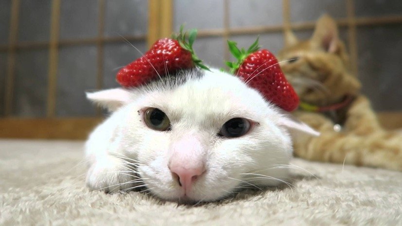 ショートケーキか大福か、苺を乗せて寝ぼける白猫