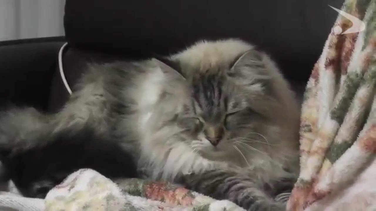 シベリア猫のミール君、その成長っぷりを動画で一気見