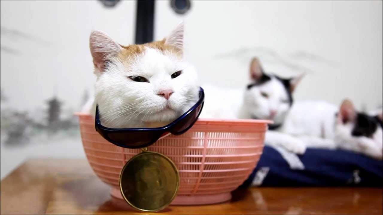 のせ猫獲得金メダル、ニヒルな視線に漂う貫禄