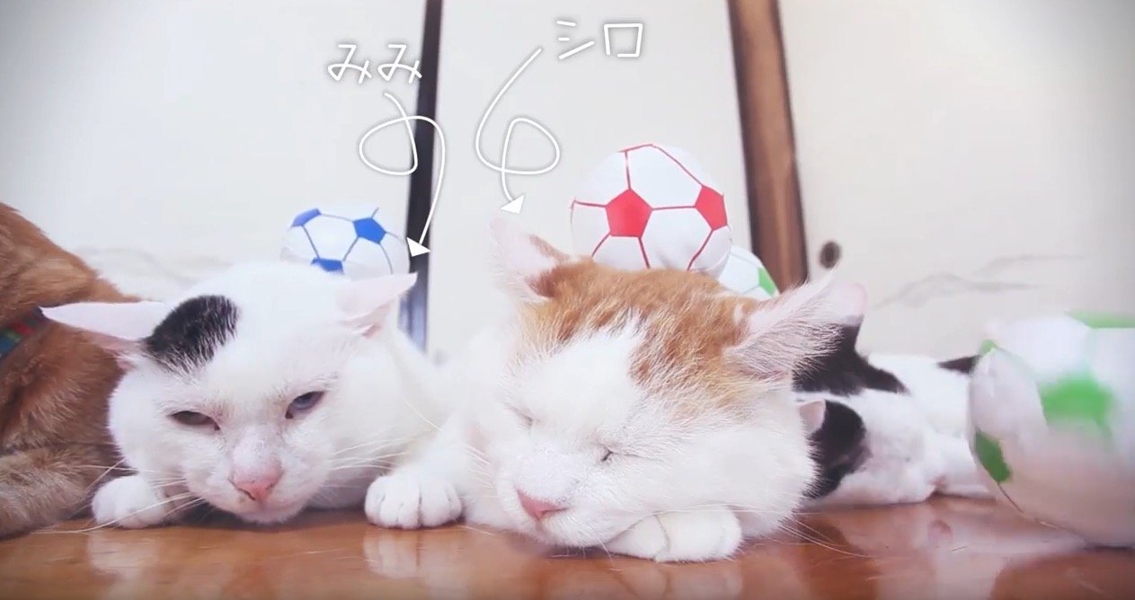 のせ猫イレブン無言でサポート、サッカーボールを頭に載せて