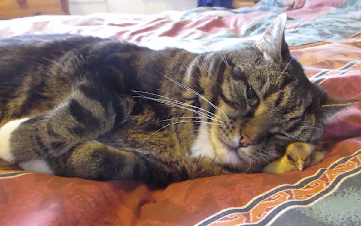 温々ふわふわヒヨコの枕、気遣いながらも猫はうたた寝