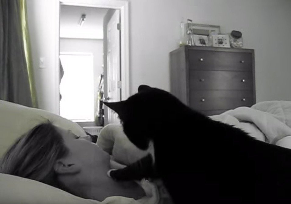 優しき猫のソフトな目覚まし、最後の手段は腹に乗り