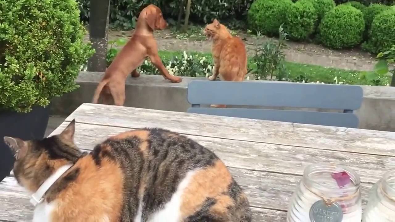 猫犬の喧嘩を見ていた猫が参戦、助太刀したのは犬の側