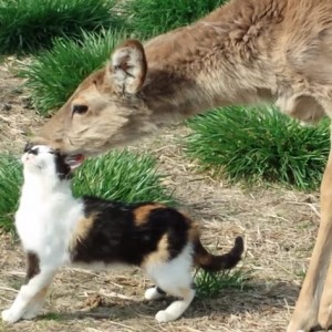 幼なじみの猫と鹿、仲が良すぎてまるで恋人