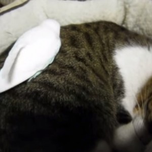 くるりと丸まる眠り猫、インコはそのうえ駆け回る