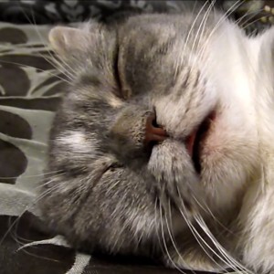 おいしい夢に眠る猫、舌もマズルも休む間も無し