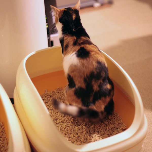 150520cattoilet