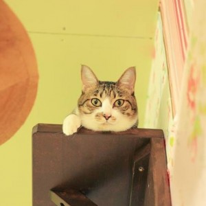保護猫カフェ「ネコリパブリック」が東京進出。猫が助かるリワードで支援を募集