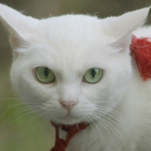 映画版『猫侍』の続編は、南の島へ。さりげなく黒猫も登場
