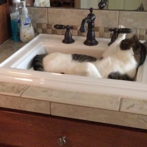水分補給と沐浴を、猫が同時にこなすとこうなる