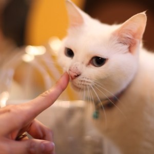 人生を共にする猫と出会える、保護猫カフェ「ネコリパブリック東京」訪問記