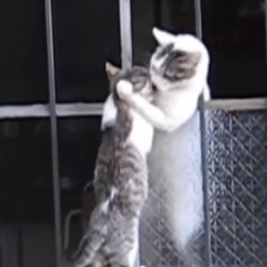猫の母さん子猫を救助、窓の外から抱き上げる