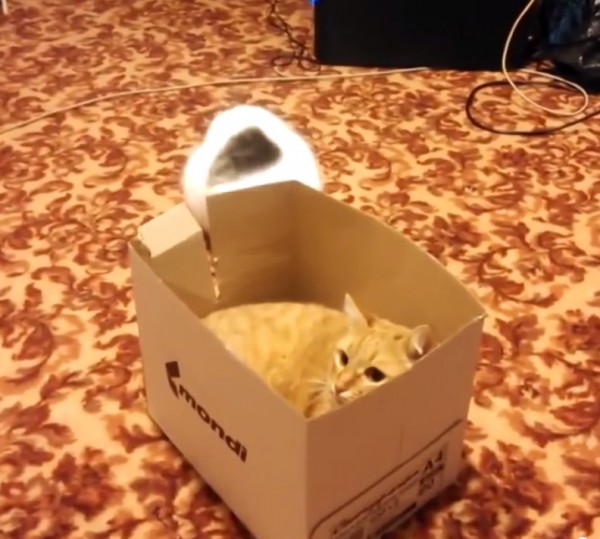150623boxcat
