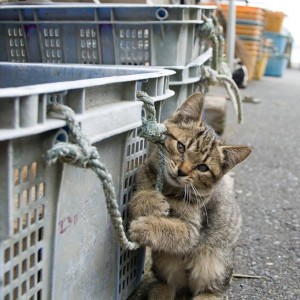 夏の週末に猫島へ。月1回の田代島ツアー、絶賛参加者募集中