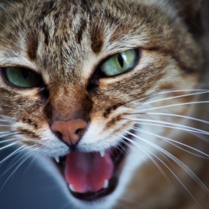 猫が鳴き声を上げる、10の理由