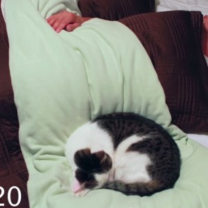 丸まりて人のベッドで眠る猫、二度寝をしたり踏み起こしたり