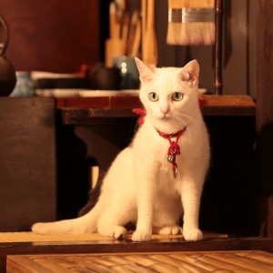 「猫侍」スピンオフDVD第二弾、猫三昧のDVDが8月20日に発売