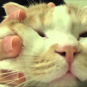 猫の顔芸マッサージ、奏でる癒やしのBGM