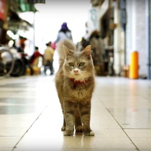 尾道の街と猫とをストビューで、巡り探せる「広島 CAT STREET VIEW」