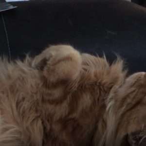 眠る茶猫の猫鼻スイッチ、超高速で前脚が稼働