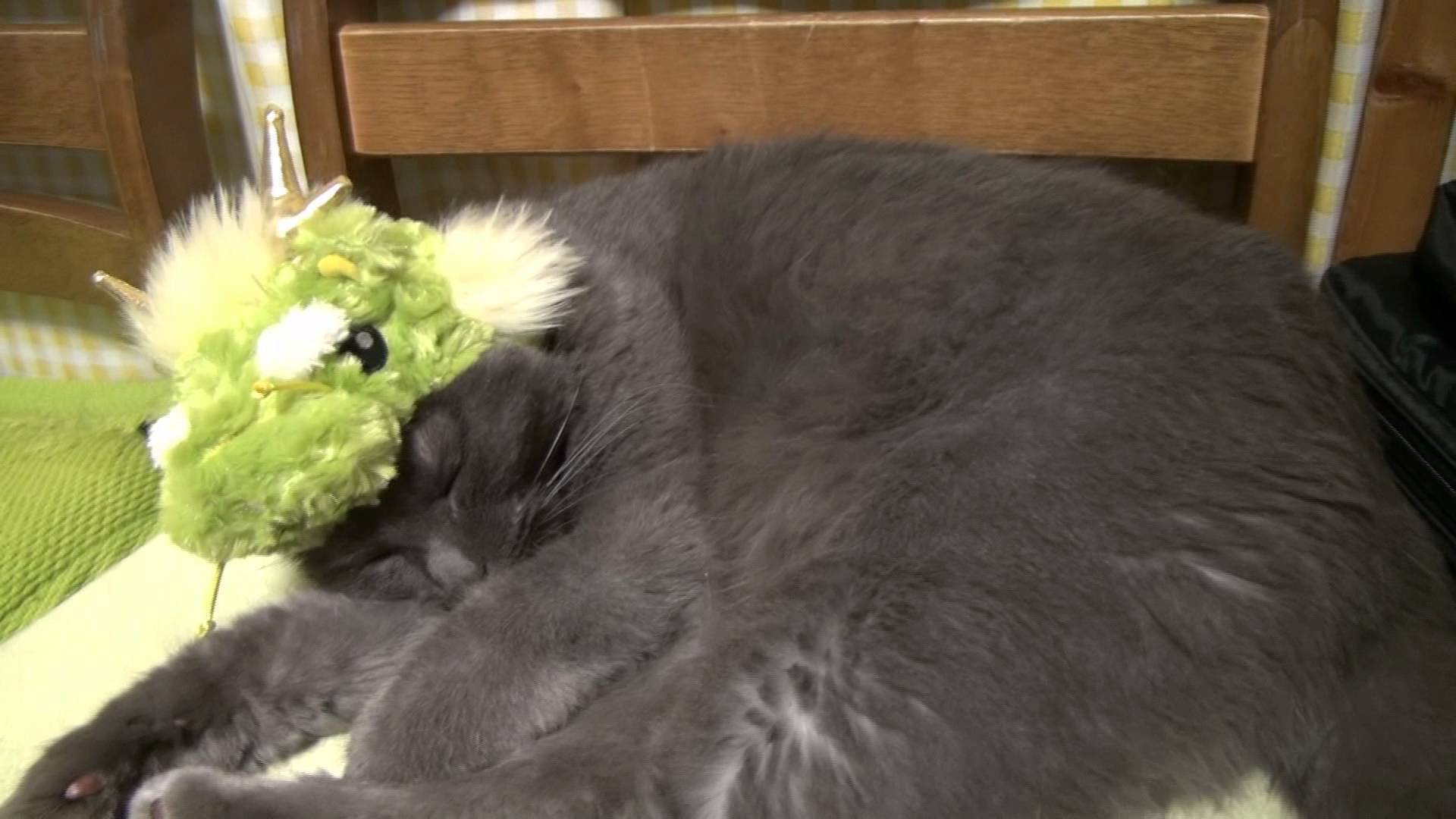 年賀状の写真のモデルになった猫、龍の姿でかわいく爆睡